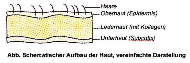 Hautschichten Leder 